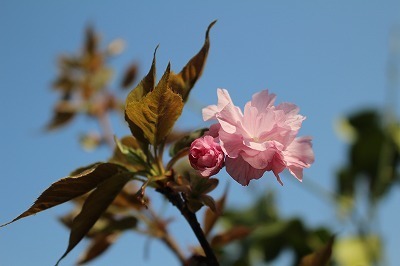 桜の花の塩漬け 裏庭レシピ 私のbackyard Life